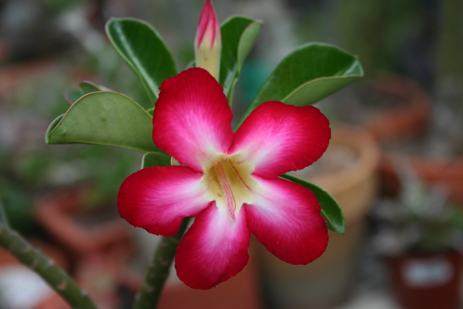 Adenium Obesum